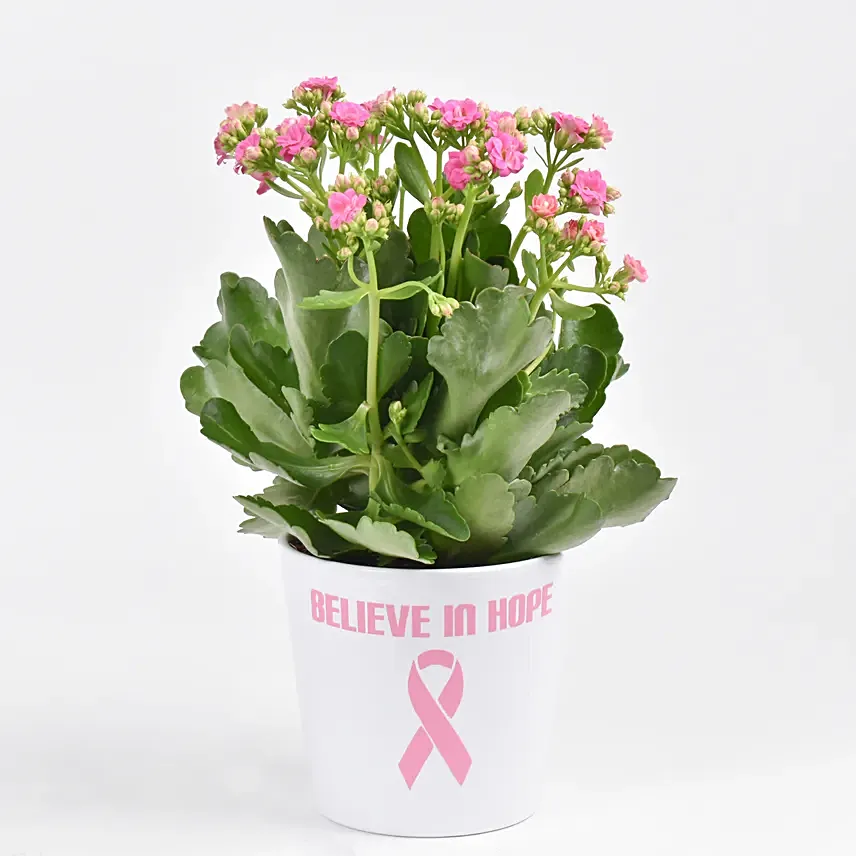 Believe In Hope Plant